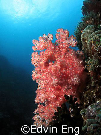 Beautiful Scene! Taken in Anilao with Canon S80. by Edvin Eng 