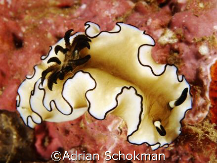 Another Beauty up Close. Anilao Philippines - Olympus E-3... by Adrian Schokman 