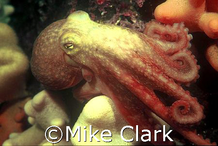 Octopus on the move
Nikon f90x with 60mm lens by Mike Clark 