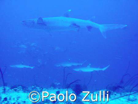 Maldive 2007 by Paolo Zulli 