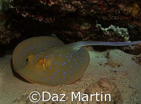 A spotted ray at Marsa Shagra Red Sea Nov 2007. by Daz Martin 