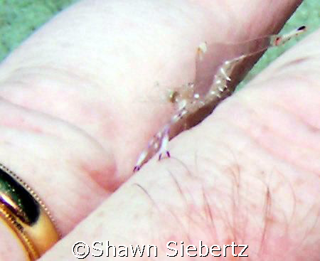 Ghost shrimp going for the gold! by Shawn Siebertz 