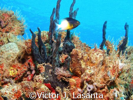  bicolor damselfish in crash boat dive site at AGUADILLA ... by Victor J. Lasanta 