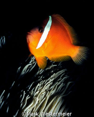 Attitude - Image taken in Northern Fiji Islands with a Ni... by Mark Westermeier 