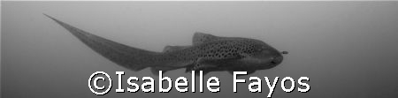 Leopard Shark with a small friend... by Isabelle Fayos 