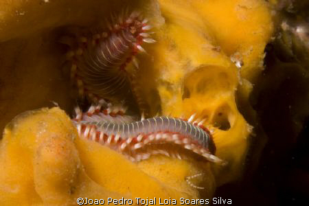 Fireworm (Hermodice carunculata) on a yellow sponge, shot... by Joao Pedro Tojal Loia Soares Silva 