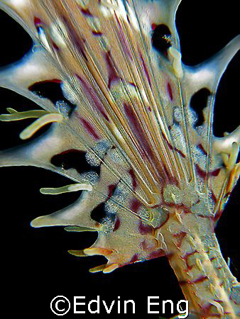 Oriental Fan - Tail of a Ghost Pipefish. Taken in Anilao ... by Edvin Eng 