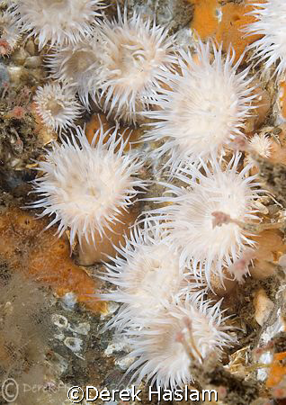 Sagartia elegans. North Wales. D200, 60mm. by Derek Haslam 