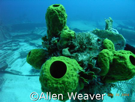 Ora Verde by Allen Weaver 