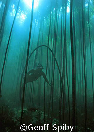 snorkelling in a kelp forest by Geoff Spiby 