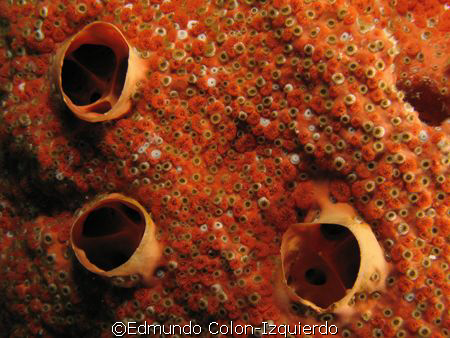 This is a very architectonic piece of sponge. The texture... by Edmundo Colon-Izquierdo 
