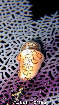 "The tongue being fanned".  Flamingo Tongue on a sea fan.... by Juan Torres 