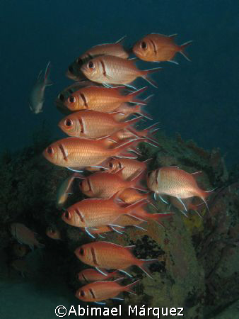 School of Blackbar Soldierfish, Crash Boat, Aguadilla, P.R. by Abimael Márquez 