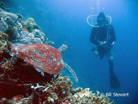 "Checking Each Other Out "  A sea turtle looks curiously ... by Bill Stewart 