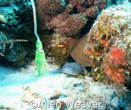 Cozumel by Allen Weaver 