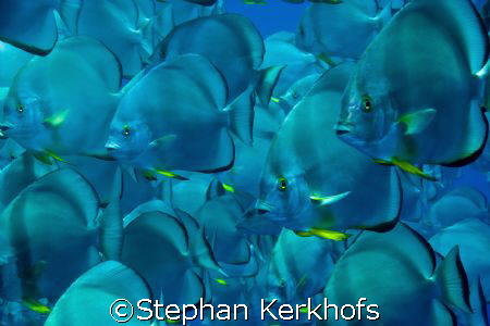 A wall of spade (bat)  fish - platax orbicularis - taken ... by Stephan Kerkhofs 