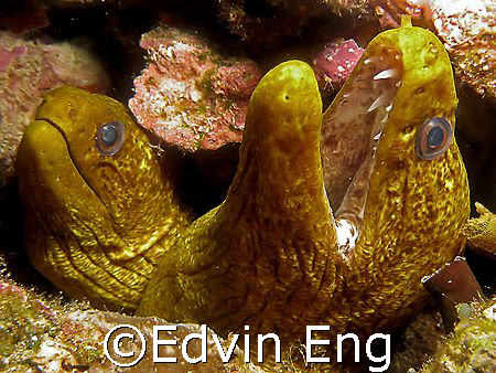 Double Header! Taken in Anilao with Canon S80. by Edvin Eng 