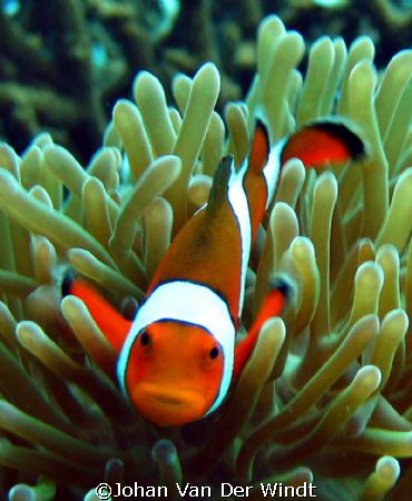 Taken on the Surin Islands with my Canon Ixus 75 and edit... by Johan Van Der Windt 