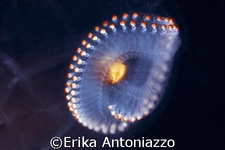 Jelly colours. I took this picture during a safety stop. ... by Erika Antoniazzo 