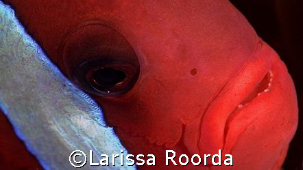 Eye-to-eye by Larissa Roorda 