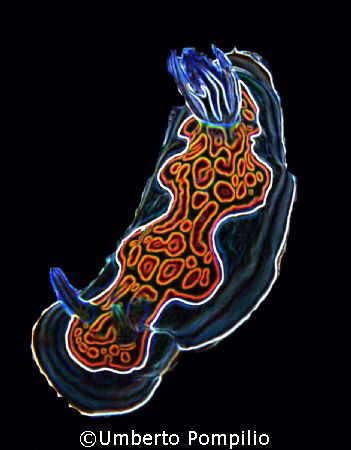 Chromodoris gleniei by Umberto Pompilio 