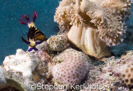 Red Sea Nembrotha -Nembrotha megalocera- taken in Marsa B... by Stephan Kerkhofs 