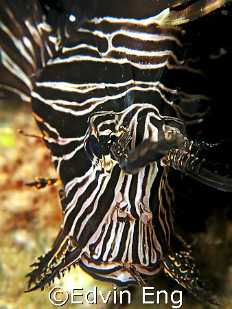Face to Lens! Taken in Anilao with Canon G9. by Edvin Eng 