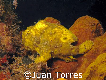 Frog fish at Crash Boats Piers in Aguadilla, Puerto Rico. by Juan Torres 