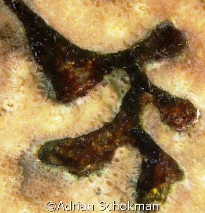 Another Chinesse Caligraphy from Redang Island.... Olympu... by Adrian Schokman 