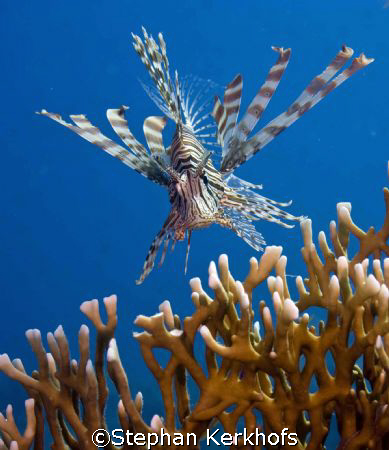 Lionfish - pterois miles - taken at Ras-Umm-Sid, Sharm el... by Stephan Kerkhofs 