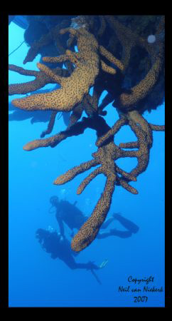 Divers inspect over-hangs 
Black Coral Forest
North Wes... by Neil Van Niekerk 