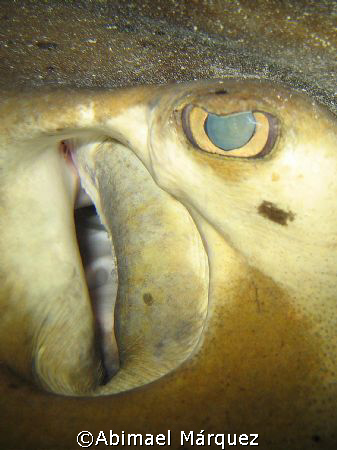 Southern Stingray, night dive in the RMS Rhone, Salt Isla... by Abimael Márquez 
