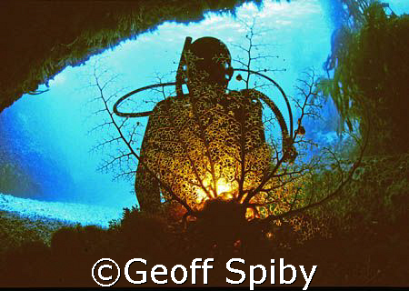 diver and a backlit basket star  by Geoff Spiby 