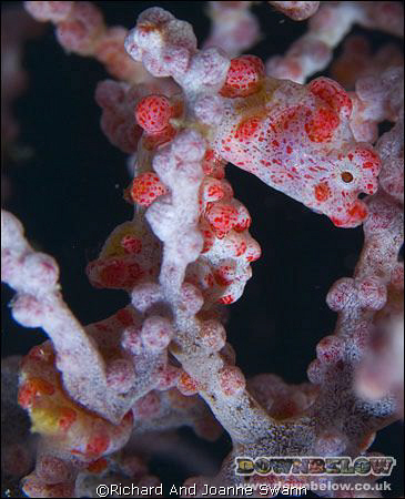 Pygmy Seahorse - Hippocampus Bargibanti.  A well camoufla... by Richard And Joanne Swann 