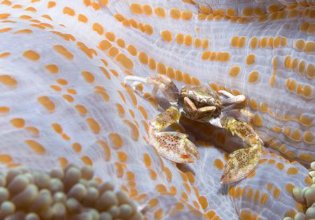 Porcelain Crab, Fiji by Andy Lerner 