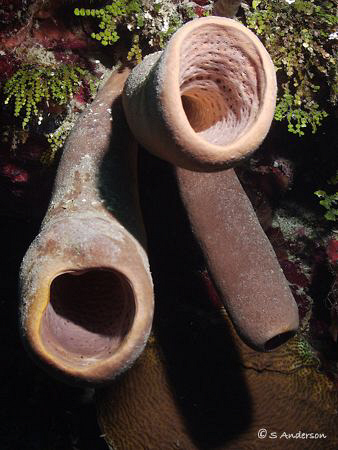 "Deck the walls with sponges and algae" Seasons Greetings... by Steven Anderson 