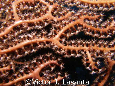 deep water fans at two for you dive site in parguera area... by Victor J. Lasanta 
