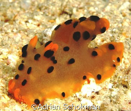 Underwater Pikachu (Japanesse Animated Series).. Perhenti... by Adrian Schokman 