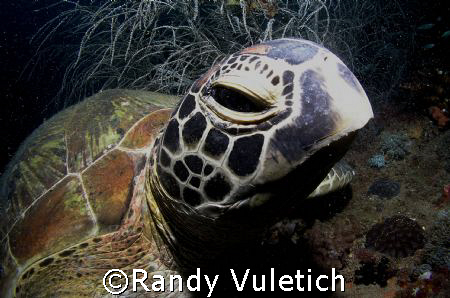 Great Barrier Reef      oly 50 50    light & motion housing by Randy Vuletich 