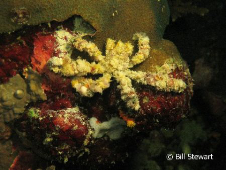 "Spider Crab"  This was taken on the House Reef at Moalbo... by Bill Stewart 
