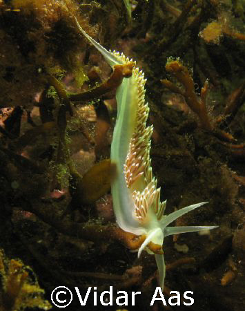 Coryphella verrucosa by Vidar Aas 