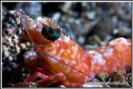 Black eyed shrimp close up 350D/70mm + UCL by Yves Antoniazzo 