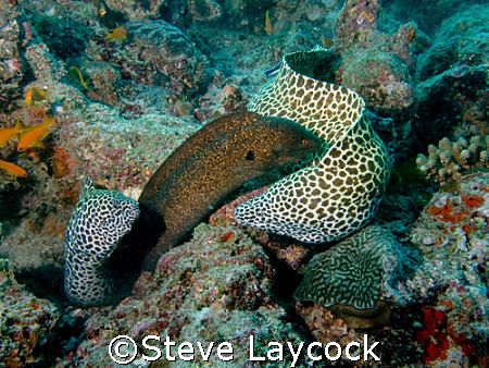 We three eels, from Maldives we are by Steve Laycock 