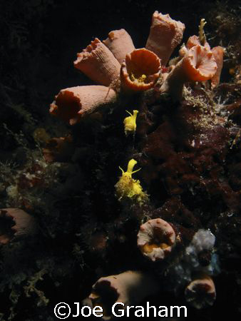 wish i knew what these where. But i watched them for more... by Joe Graham 
