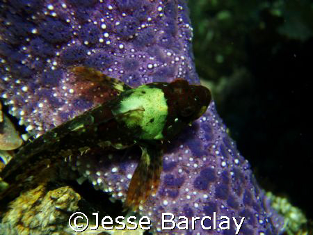 fish with starfish,victoria bc canada,olympus stylus 770sw by Jesse Barclay 