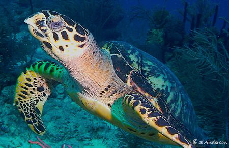 This photo of a turtle was taken off Nassau this past Aug... by Steven Anderson 