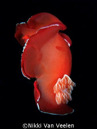 Spanish dancer taken at Ras Umm Sid on a night dive. by Nikki Van Veelen 