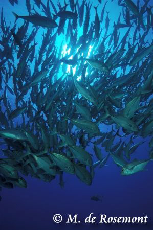 Nice school of Jack fishes (Murimuri - Borabora). D50/12-... by Moeava De Rosemont 
