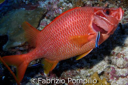 soldato & scudiero by Fabrizio Pompilio 