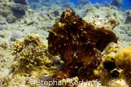 octopus posing!  by Stephan Kerkhofs 